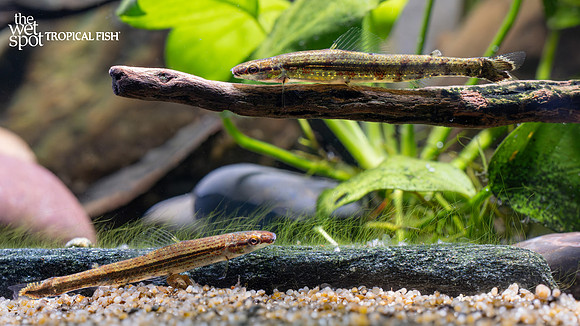 Ammocryptocharax elegans "Green Darter Tetra"