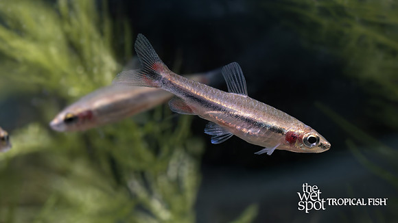Nannostomus limatus "Elegant Pencilfish"