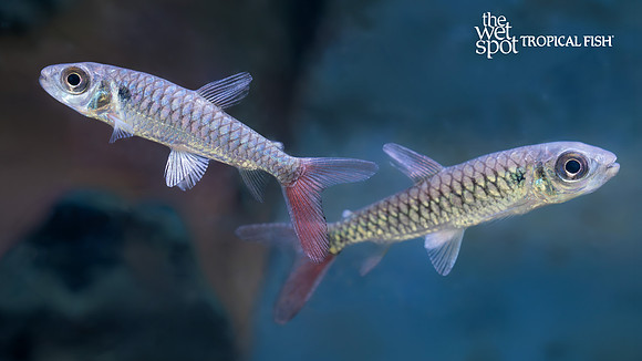 Chalceus erythrurus "Yellow Fin Chalceus"