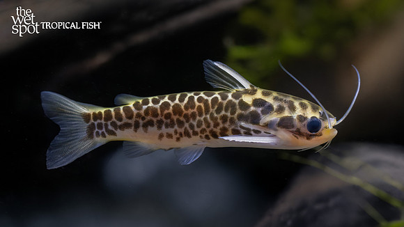 Duringlanis perugiae "Honeycomb Cat"