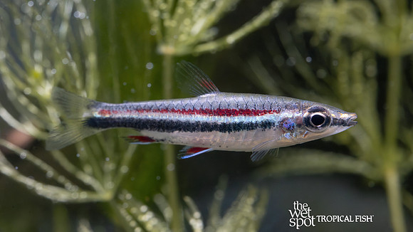 Nannostomus sp. "Red Bull Pencilfish"