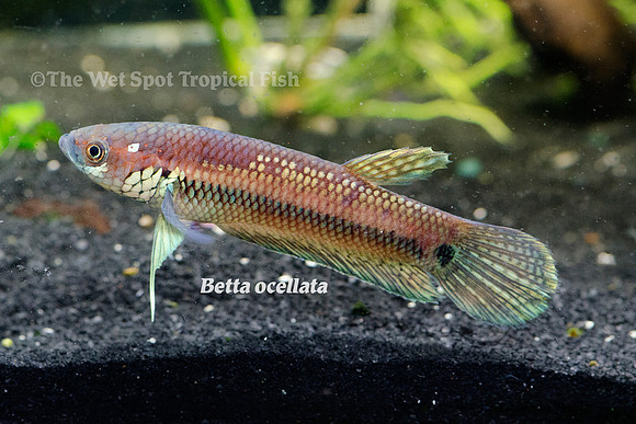 Betta ocellata "Malinau" - Blue Dragon Betta