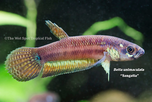 Betta unimaculata "Sangatta" - Gold Dragon Betta