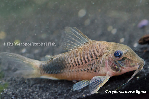Corydoras ourastigma - Long Nosed Smudge Spot Cory