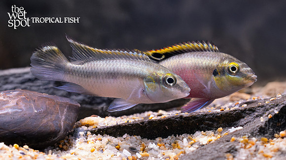 Pelvicachromis pulcher "Common Kribensis"