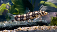 Botia kubotai "Burma Border Loach"