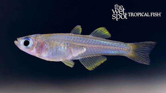 Pseudomugil ivantsoffi "Ivantsoff's Rainbow"