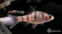 Desmopuntius hexazona "Six Banded Barb"