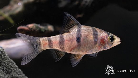 Desmopuntius hexazona "Six Banded Barb"