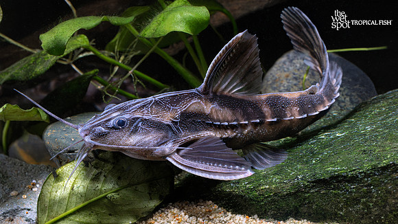 Megalodoras uranoscopus "Giant Talking Catfish" "Peru"