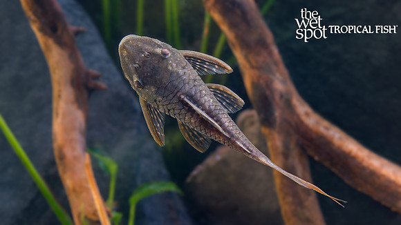 Lasiancistrus heteracanthus "Red Tail Pleco"