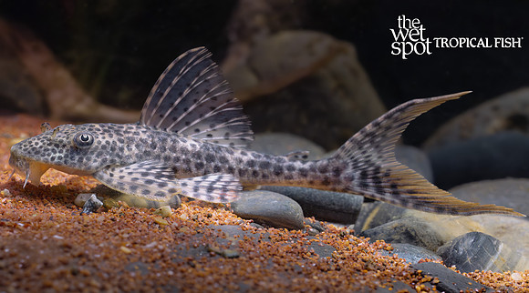 Aphanotorulus cf. horridus "Peruvian Thresher Pleco"
