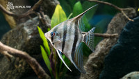 Pterophyllum cf. altum "Santa Isabela Angelfish" "Brazil"