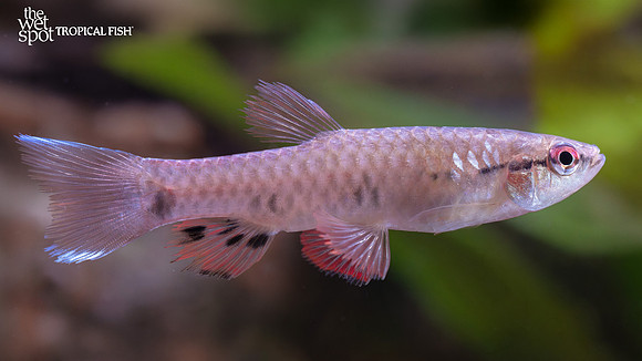 Pyrrhulina spilota "Four Spot Splash Tetra"