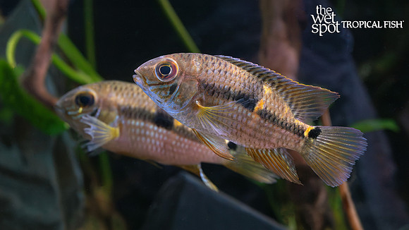 Aequidens diadema "Twin Spot Flag Cichlid" "Peru"