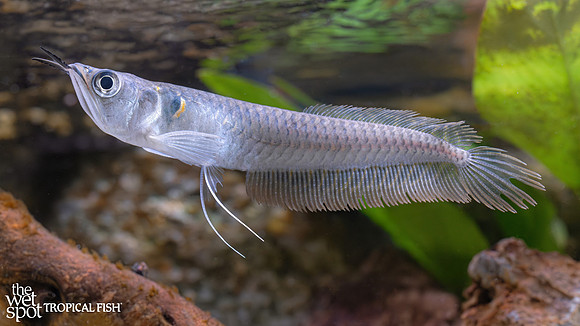 silver arowana