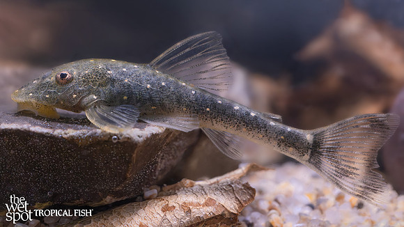 Parotocinclus haroldoi "Galaxy Otocinclus"