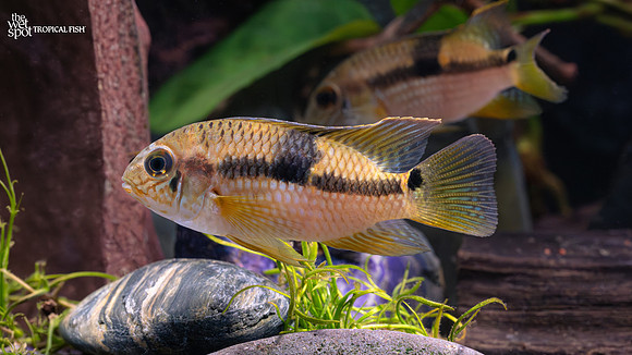 Aequidens diadema "Twin Spot Flag Cichlid" "Peru"