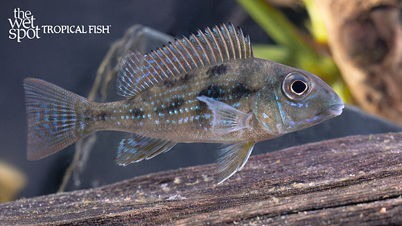 Geophagus mirabilis