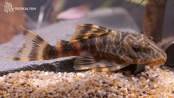 Panaqolus maccus "L104" "Clown Pleco"