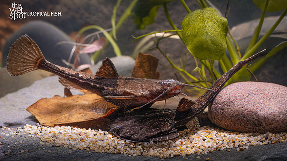 Bunocephalus coracoideus "Banjo Cat" "Colombia"