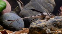 Lamontichthys llanero "Royal Whiptail Cat"  "Colombia"