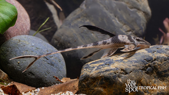 Lamontichthys llanero "Royal Whiptail Cat"  "Colombia"