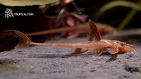 Rineloricaria sp. "L010a" "Red Lizard Whiptail Cat"