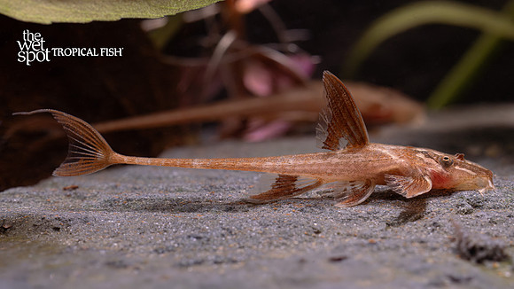 Rineloricaria sp. "L010a" "Red Lizard Whiptail Cat"