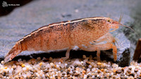 Atya scabra Marble Wood Shrimp"