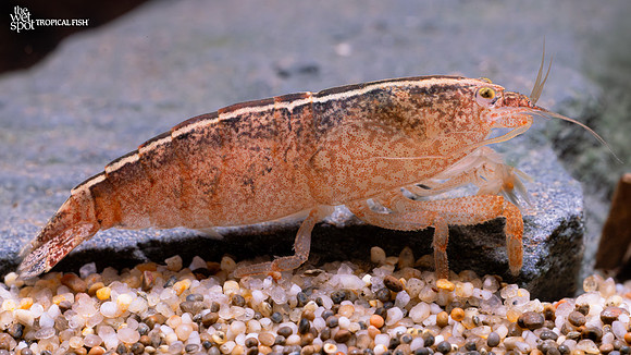 Atya scabra Marble Wood Shrimp"