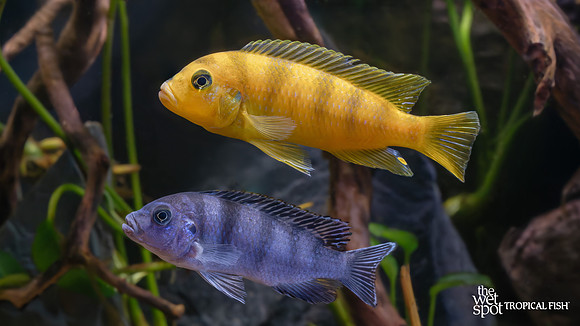 Metriaclima lombardoi "Kenyi"