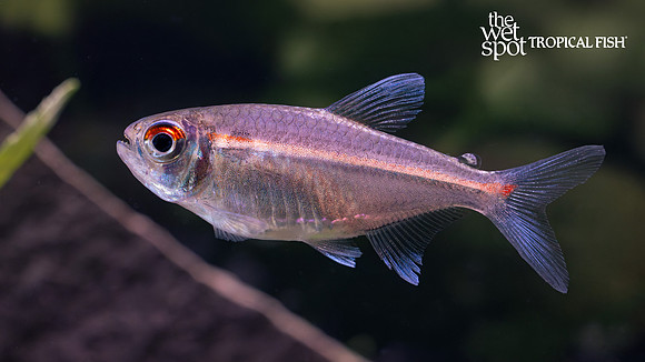 Hemigrammus coeruleus "Watermelon Tetra"  "Brazil"