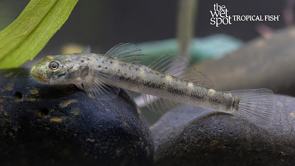 Parasicydium bandama "African Algae Eating Goby"