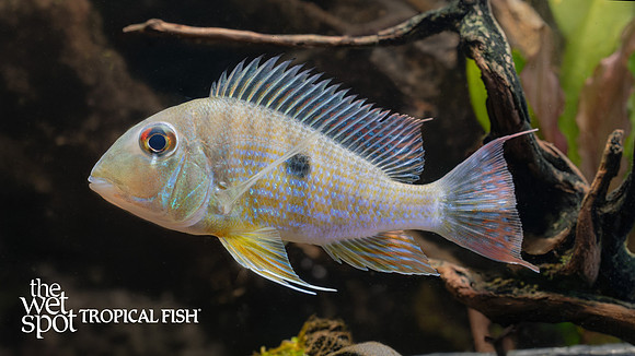 Geophagus sp. "Caqueta"  "Colombia"