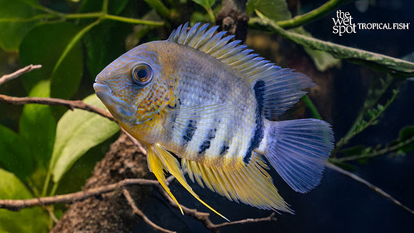 Heros sp. "Rotkeil" "Red Head Severum"  "Peru"
