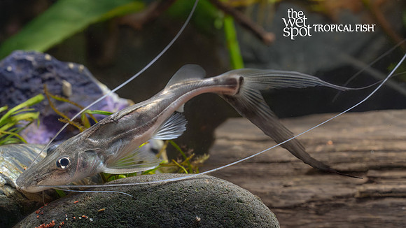Platysilurus mucosus "Bullwhip Pimelodus"