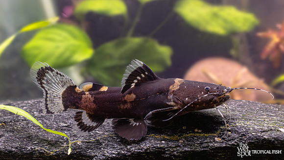 Batrochoglanis raninus "Bumblebee Jelly Catfish"  "Peru"