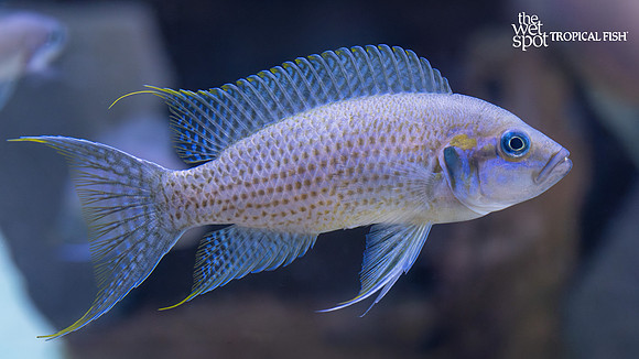 Neolamprologus brichardi "Kiku Blue Face"