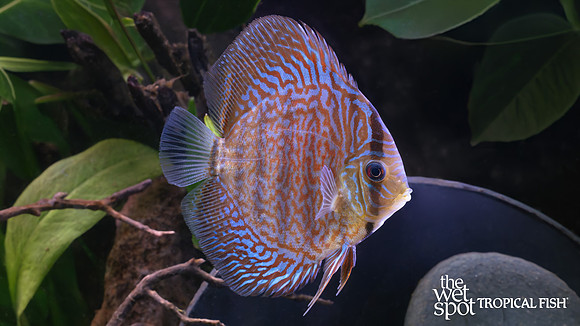 Symphysodon aequifasciatus "Red Turquoise Discus"