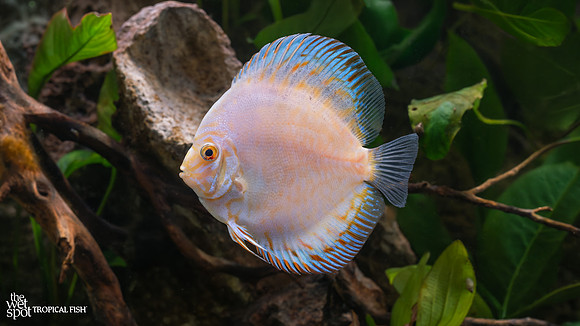 white butterfly discus 1