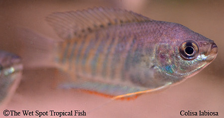 Thicklip Gourami - Trichogaster labiosa