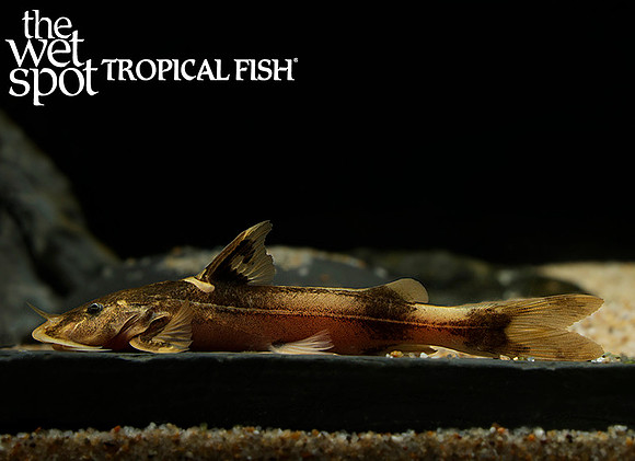Glyptothorax macromaculatus  - Blotched Sisorid Catfish