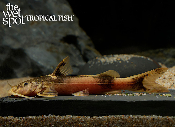 Glyptothorax buchanani - Banded Sisorid Catfish