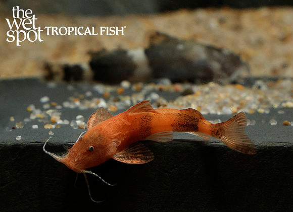 Pseudolaguvia shawi - Cheetah Catfish