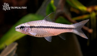 Enteromius martorelli "Martorelli Barb"