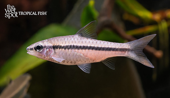 Enteromius martorelli "Martorelli Barb"