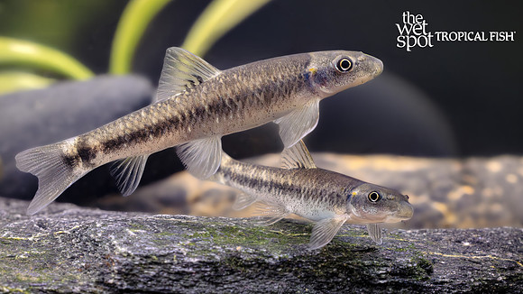 Garra cf. waterloti "Red Ear Log Sucker"