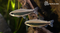 Distichodus teugelsi "Green Dwarf Distichodus"