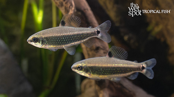 Distichodus teugelsi "Green Dwarf Distichodus"